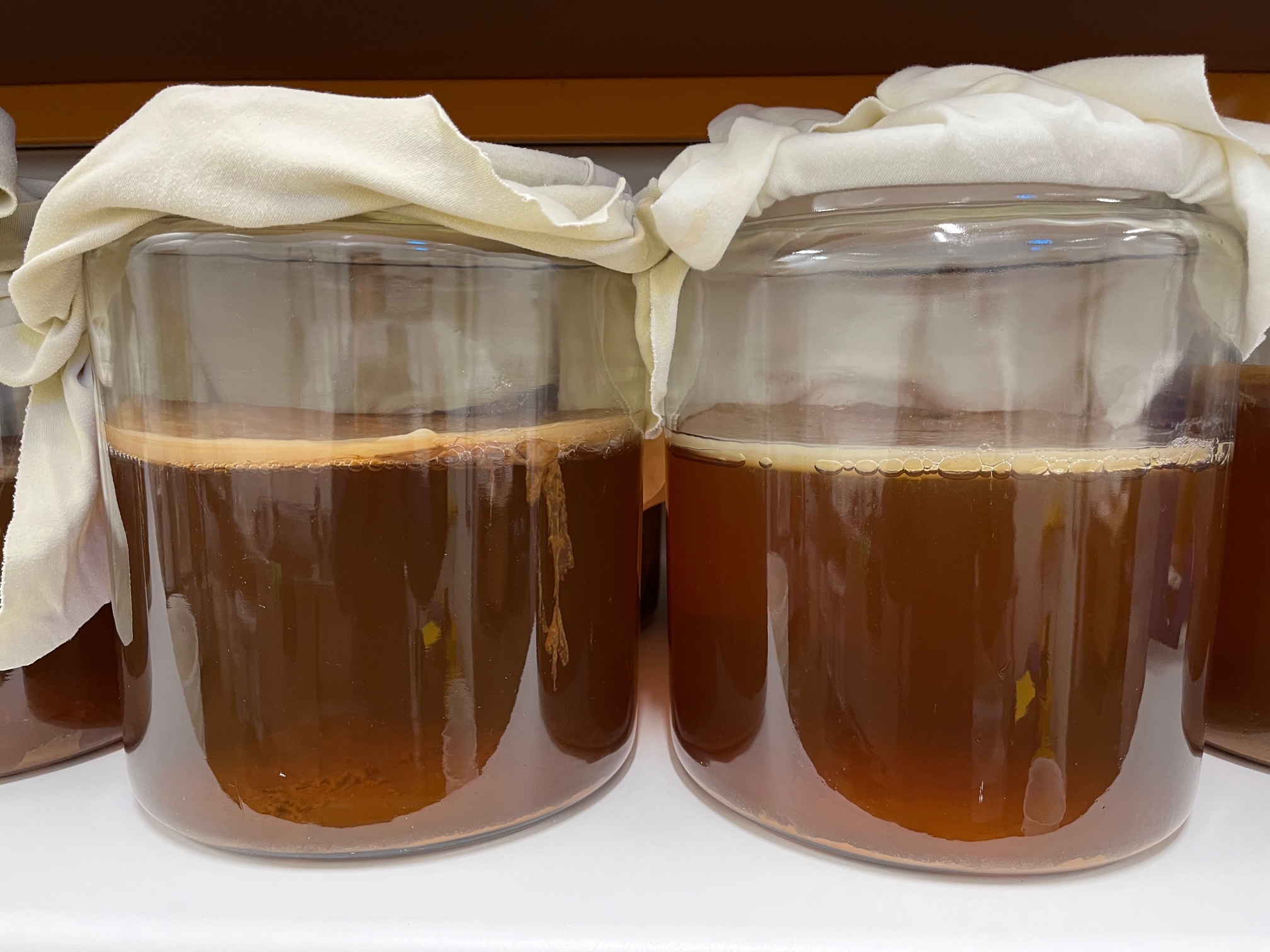 What is SCOBY?, And How to Make it
